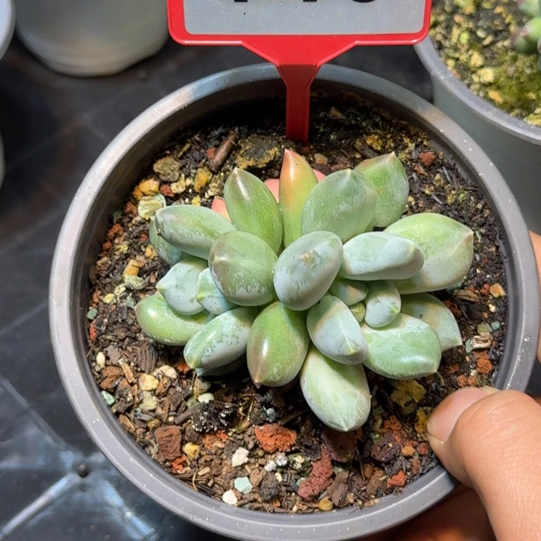多肉植物三色美人716