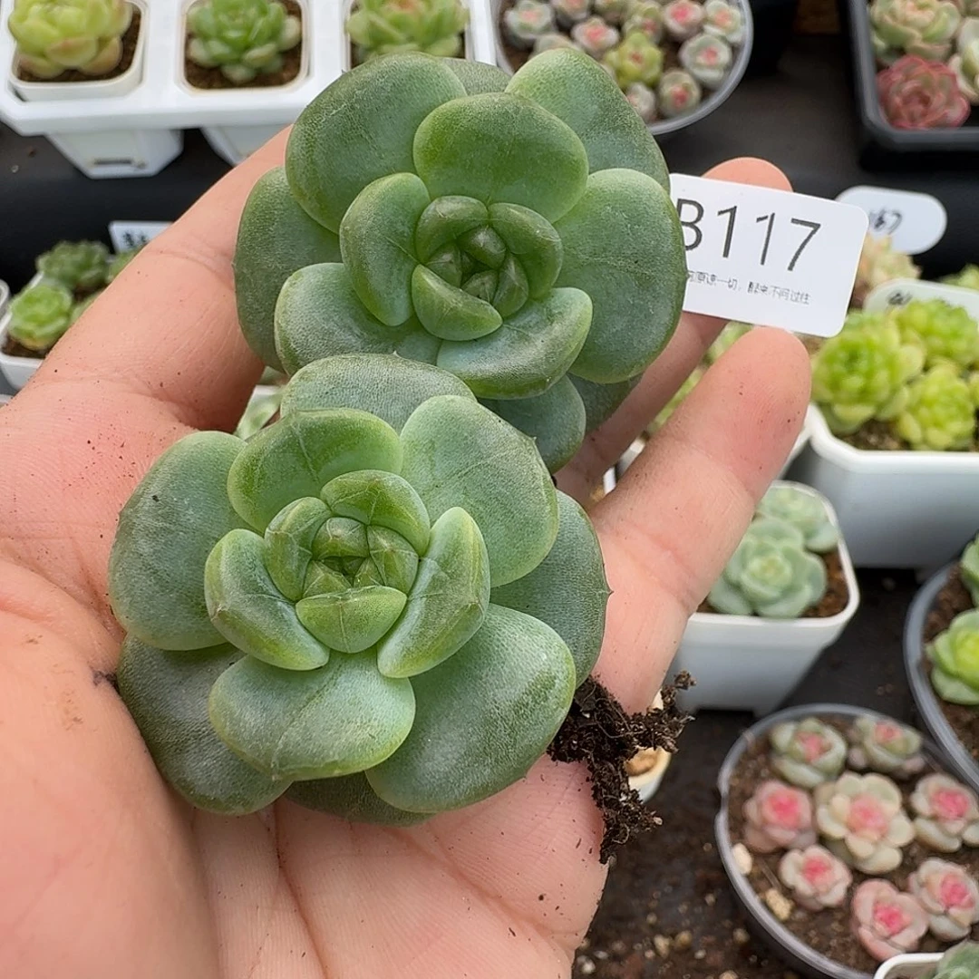 一物一拍一组810-117