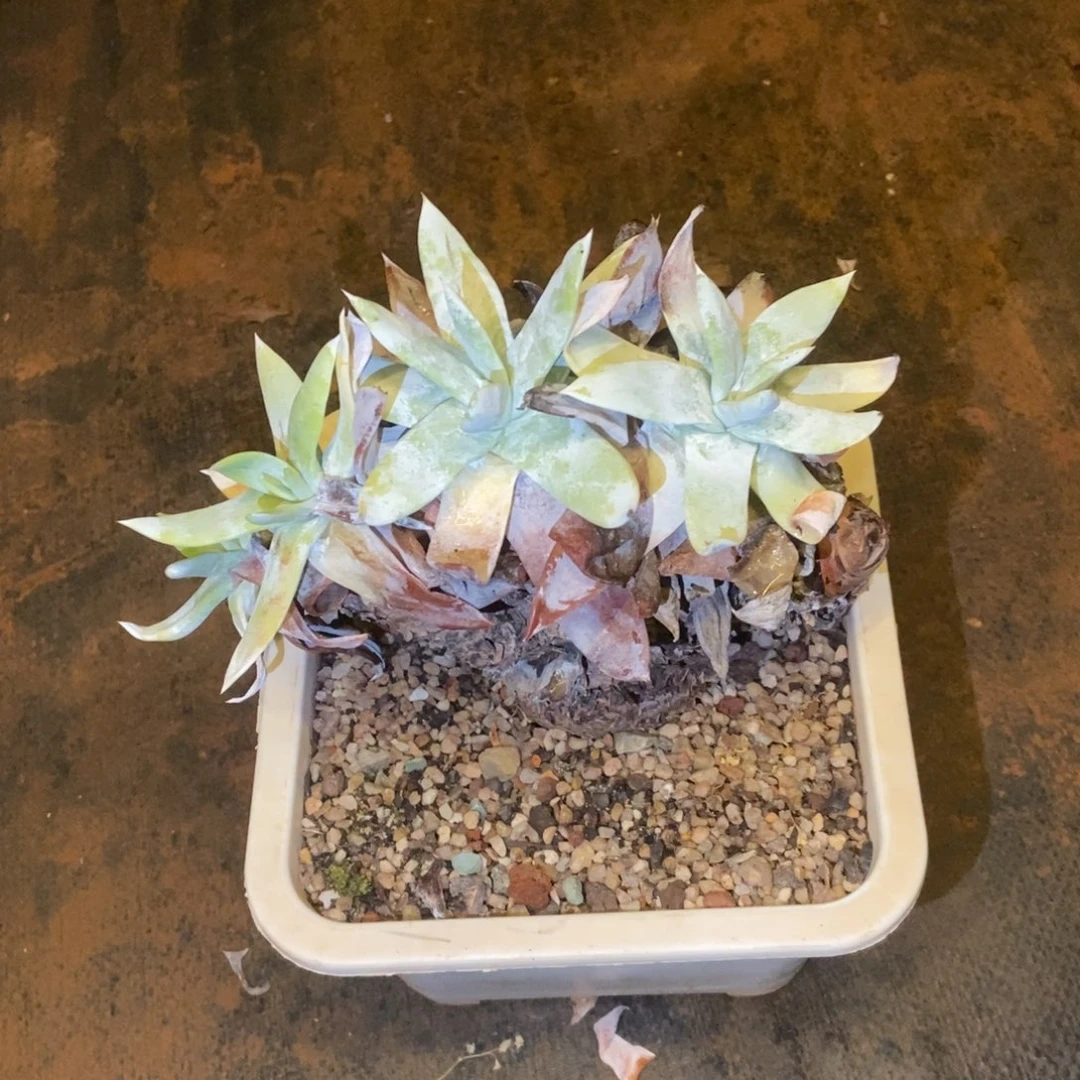 处理牡丹苹果叶多肉植物