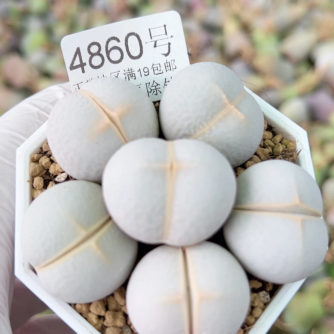 4860 好养易活生石花大母本