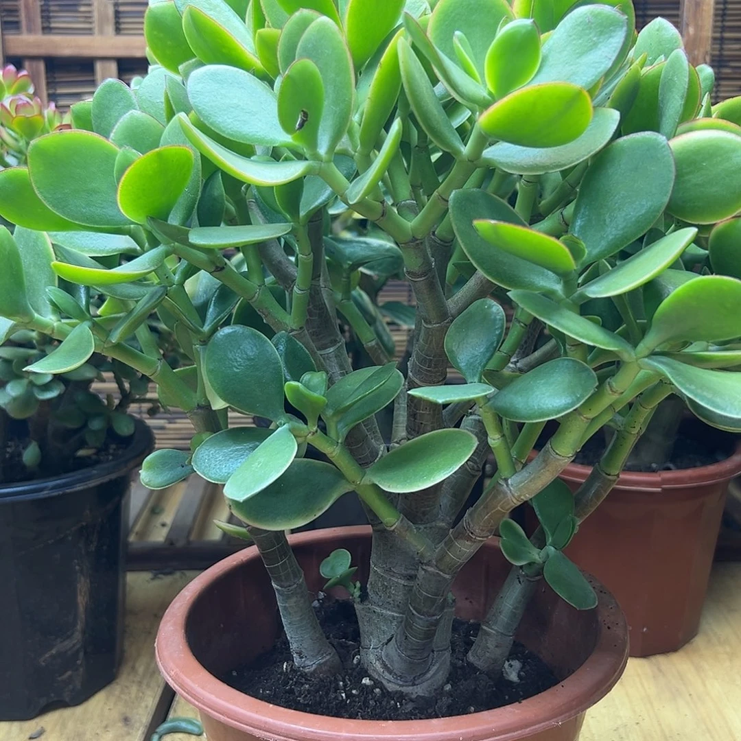 老桩玉树锦 一物一拍 不退不换