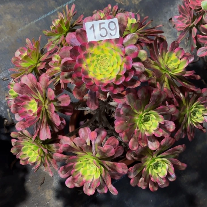 0000000000159维纳斯