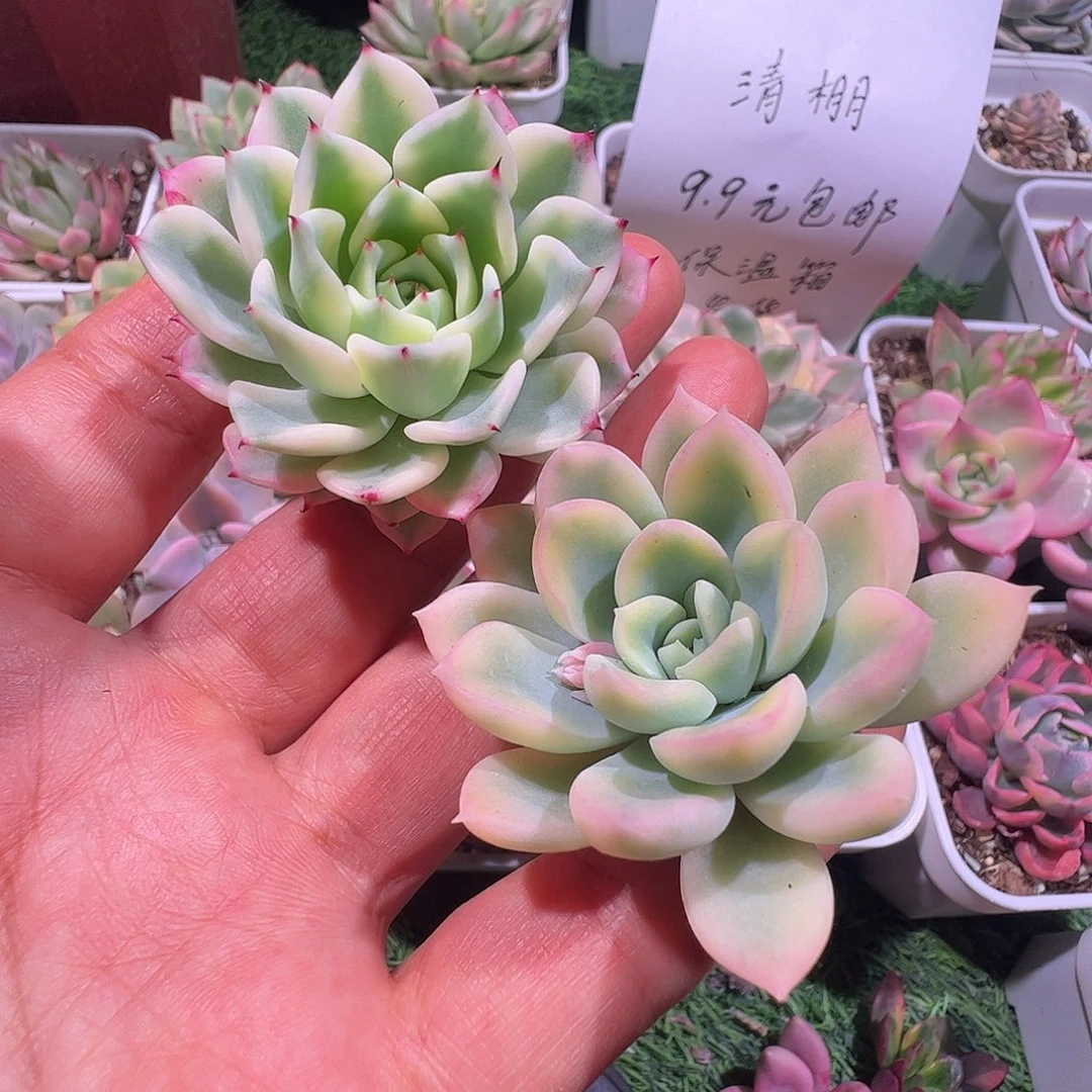 海***豹多肉植物多肉植物