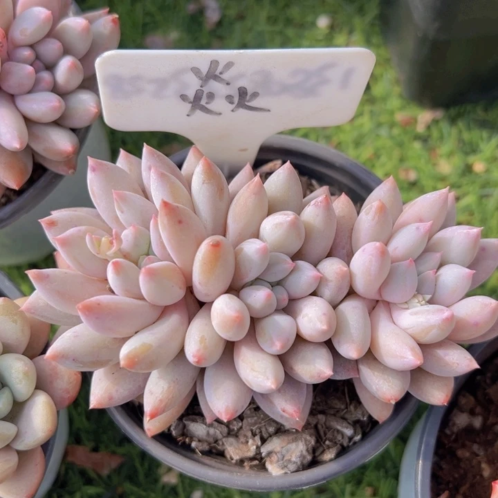 健健康康平平安安