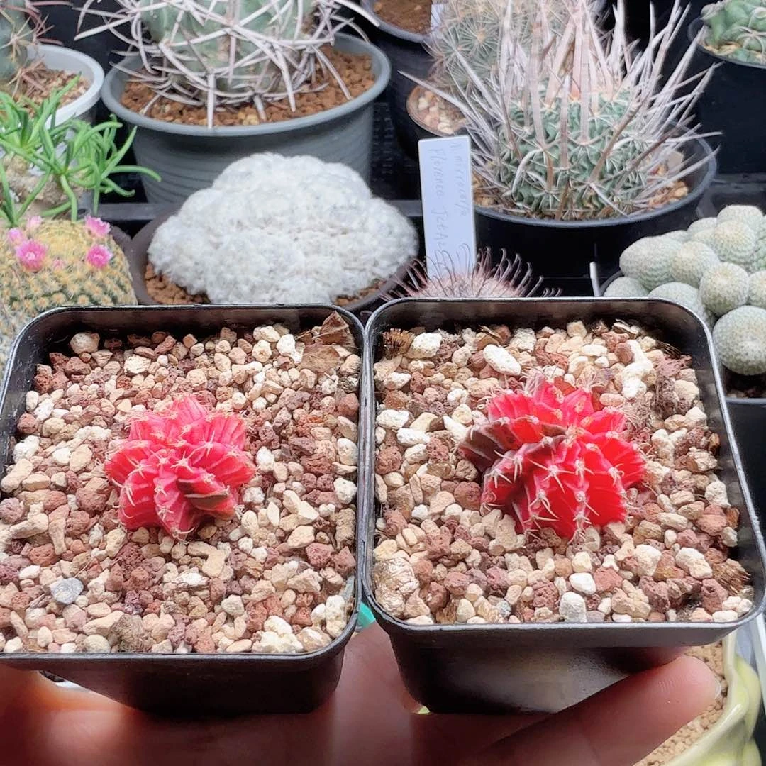 肋骨牡丹锦两颗脱土发货