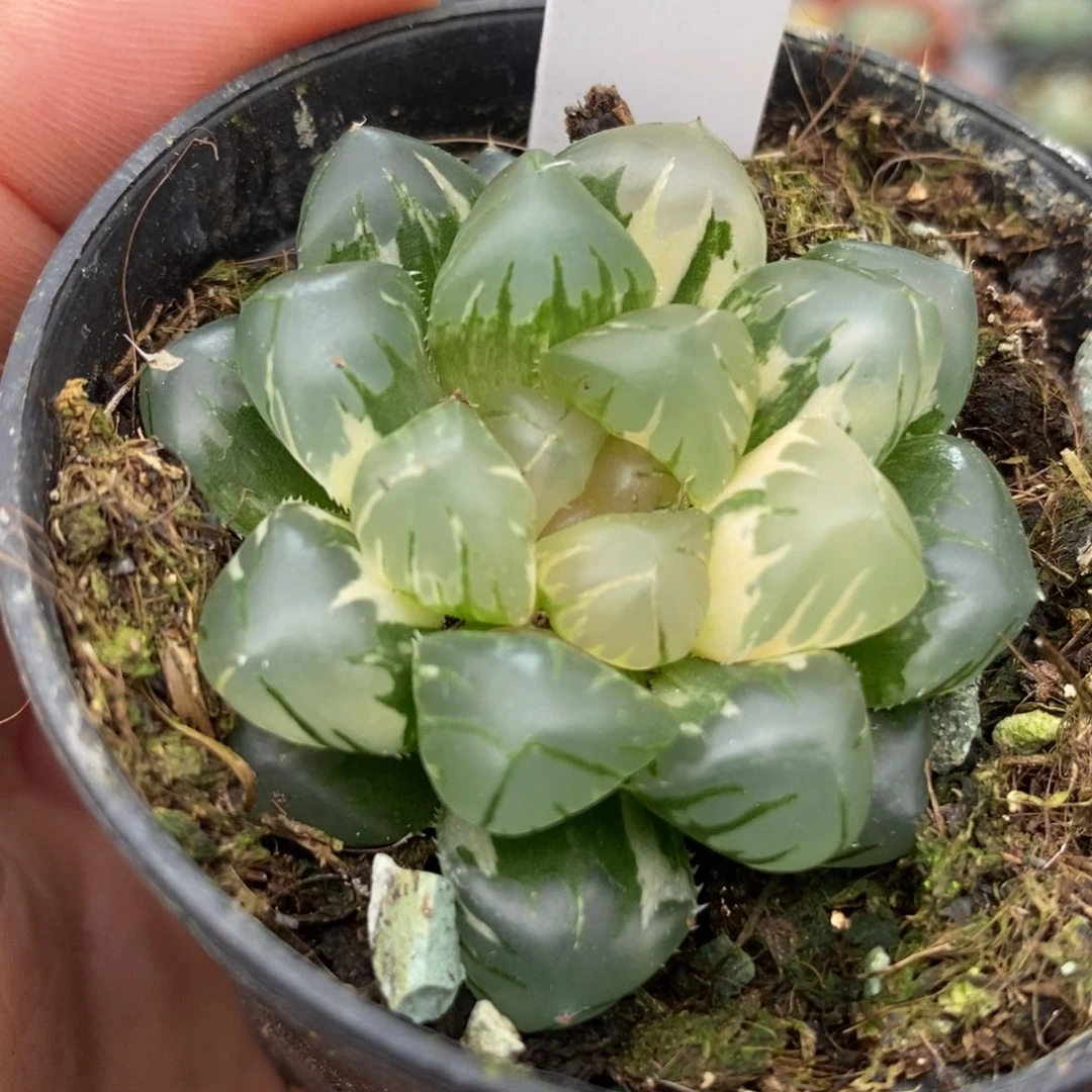 578水中月玉露锦一物一拍