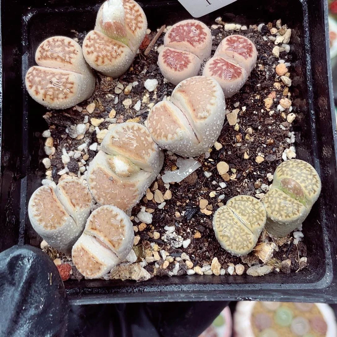 生石花满18包邮1128-89