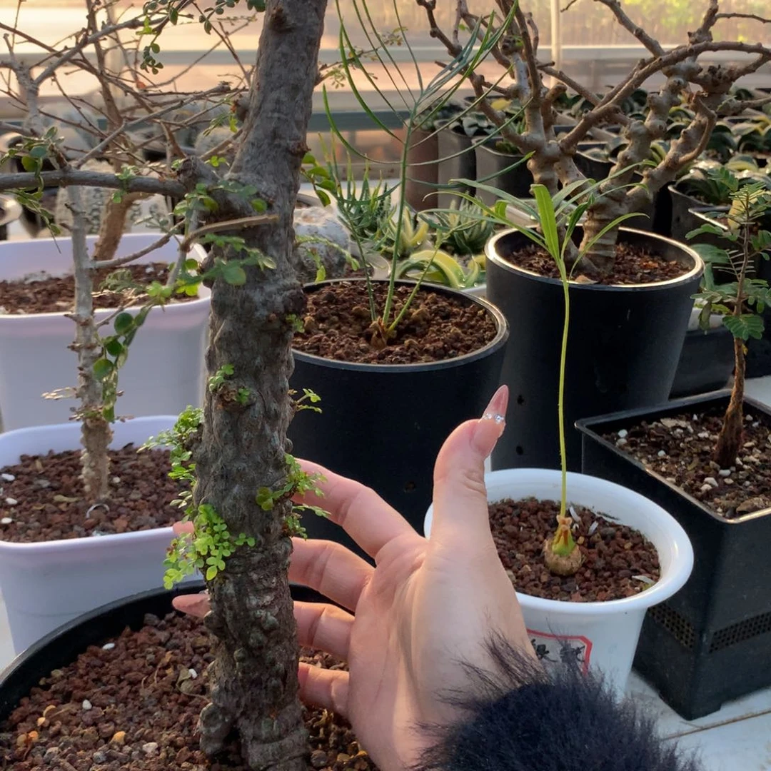 ?*敢列加氏漆树实生脱土发