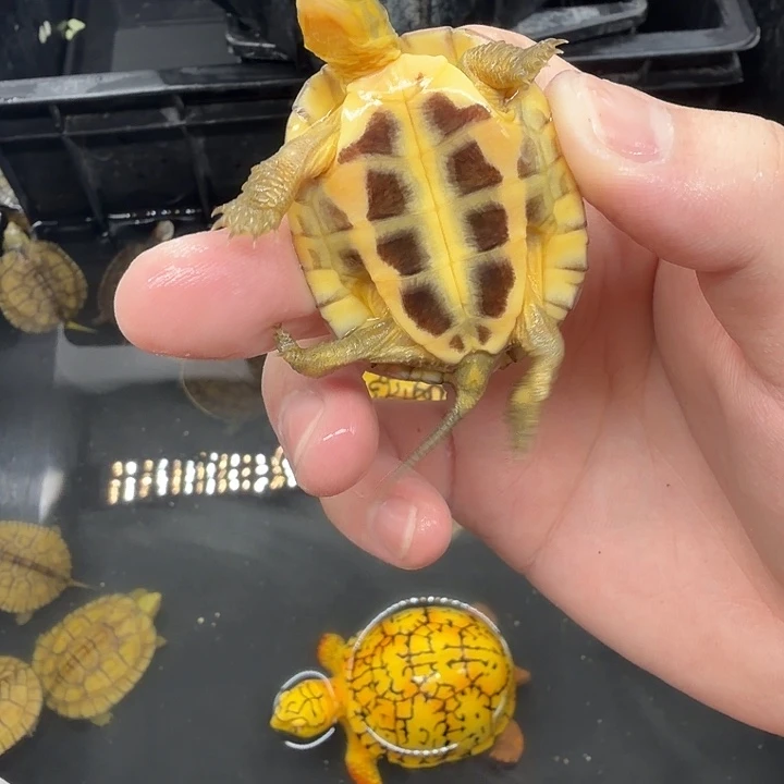 宠物龟不分公母小青