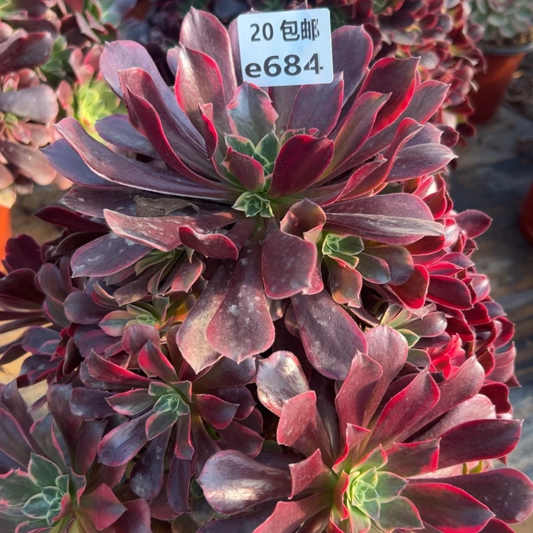 684金丝雀，满20包邮嘟叮熊