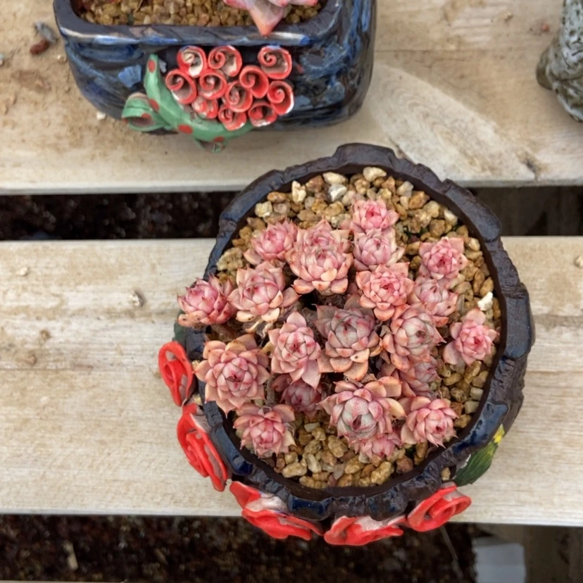 【闪购商品】苯巴蒂斯