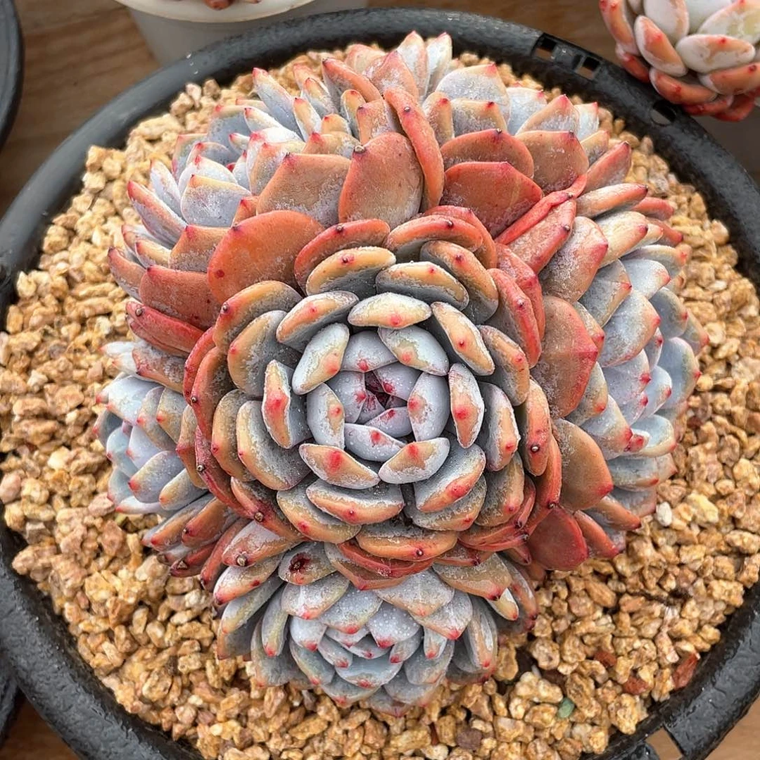 多肉植物多肉植物