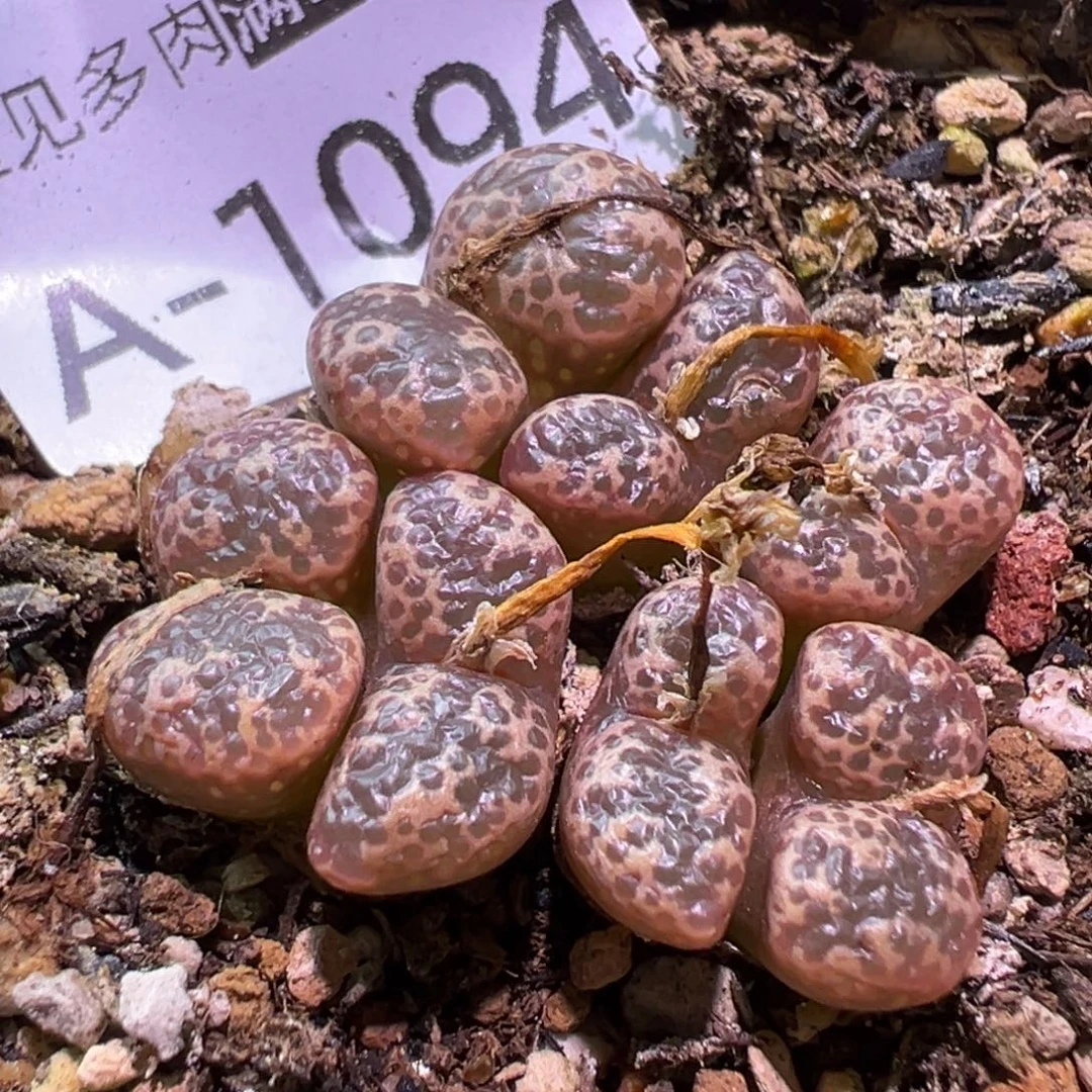 多肉植物111111111111