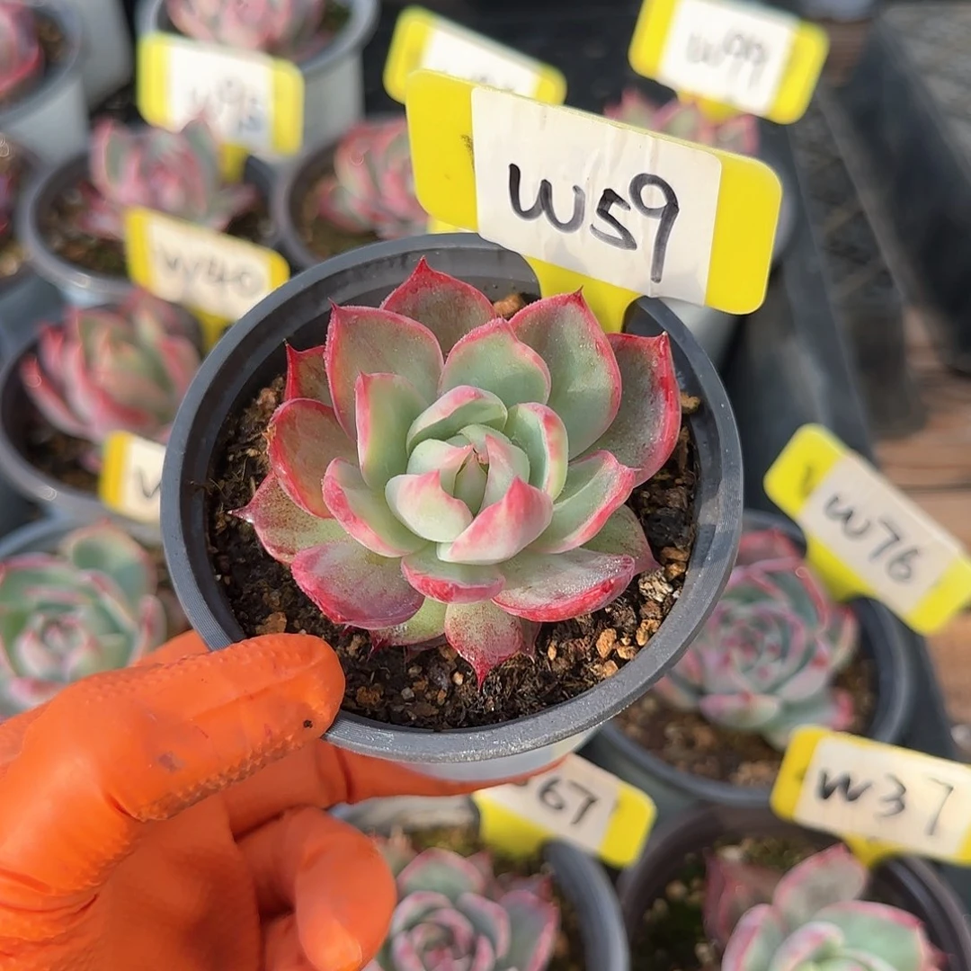 の*沫W59惊鸿单头多肉