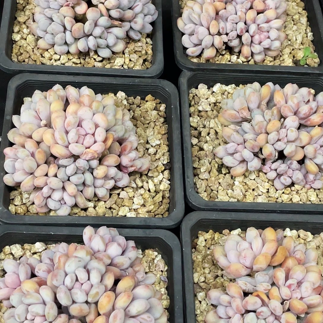 整桩无砍多头香香雪一颗