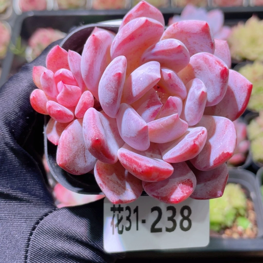 花利美31-238橙梦露