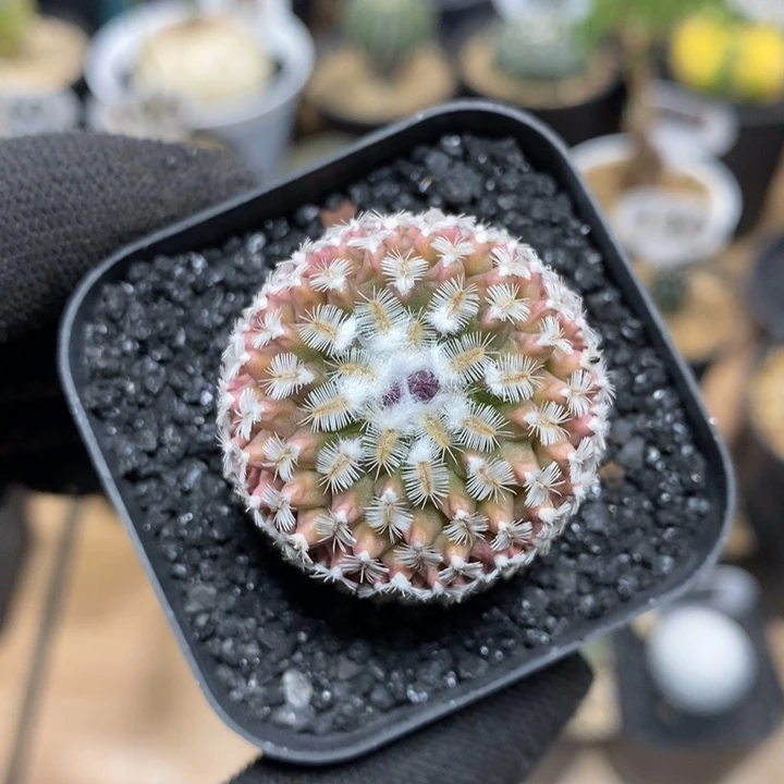 海胆娇丽215号3.3cm