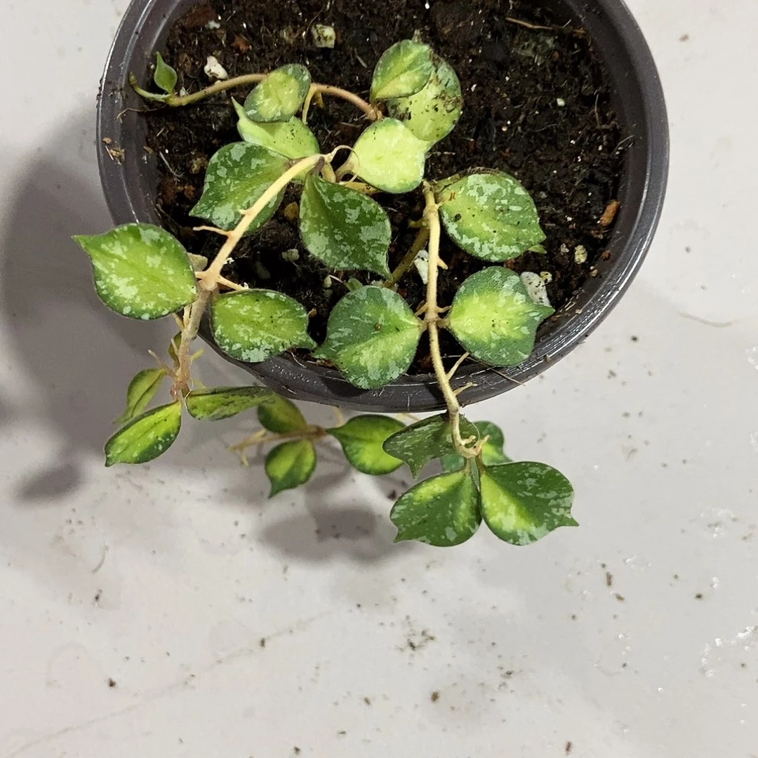 完全开放小章鱼内锦