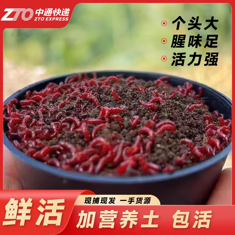 【带土混发】鲜活红虫批发打窝钓鱼鲫鱼饵料钓场现捕现发野钓饵料