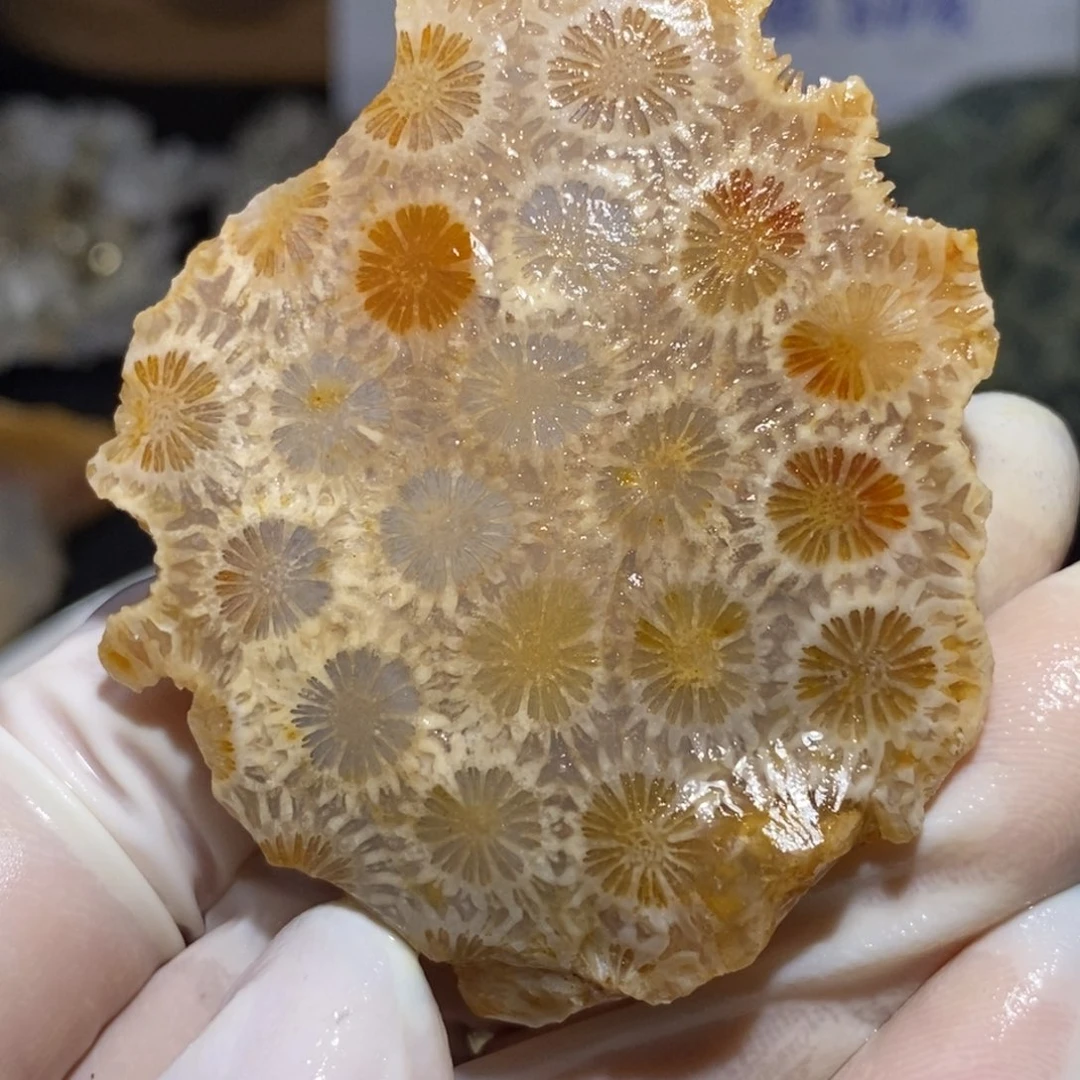 【闪购商品】硅化玉珊瑚玉未镶嵌