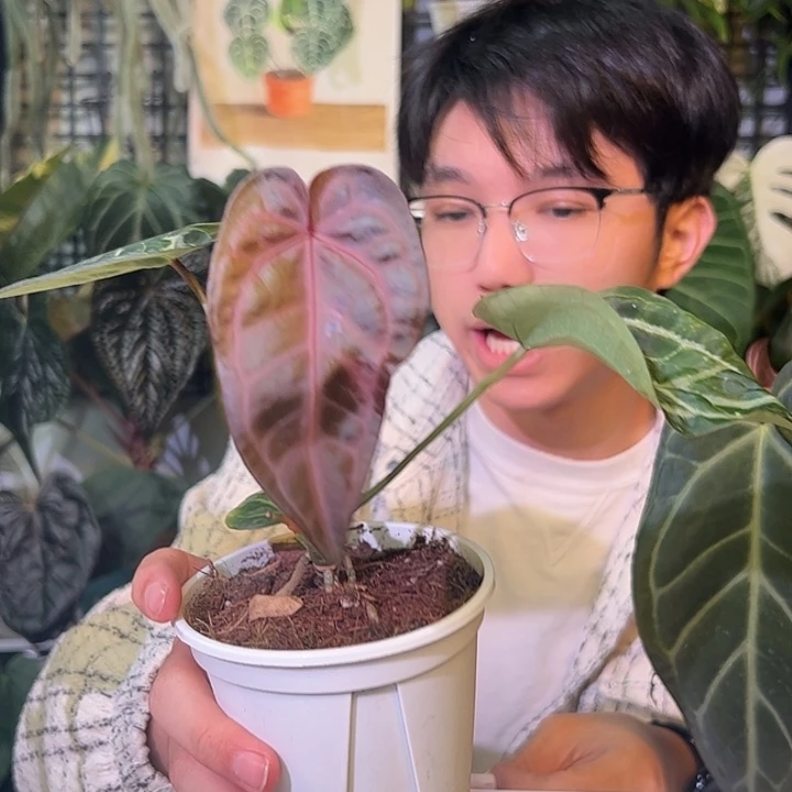 完全开放G1001紫水晶杂skg银