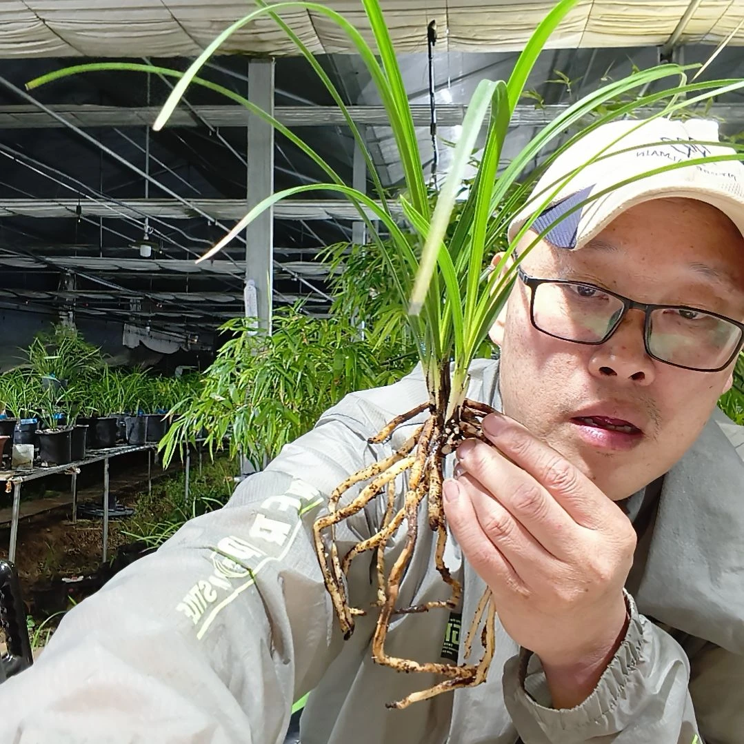 放***下无花朵蕙兰竹蕊兰花