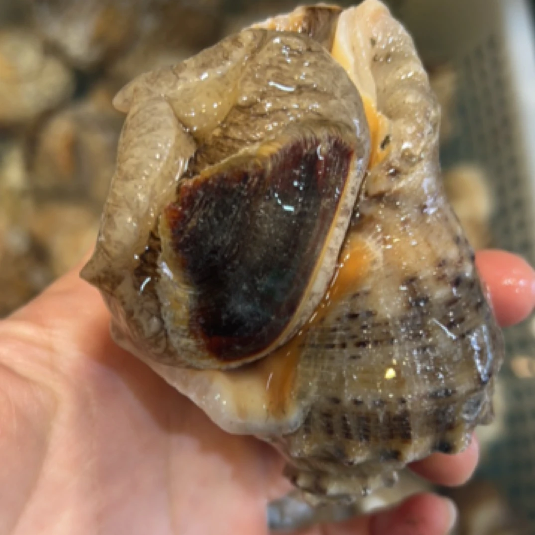 麻螺4-5个头水煮葱油海鲜