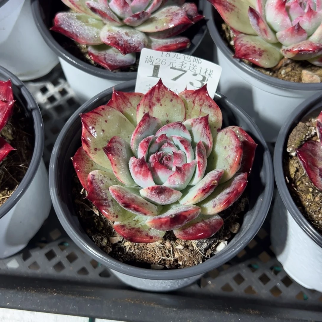 173号拉丝惊鸿仙子一物一拍满18包邮