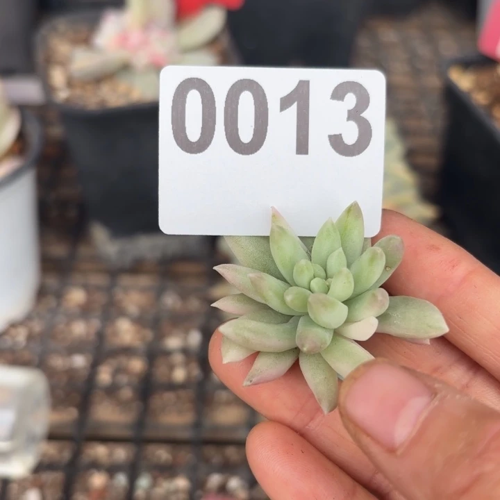 头盖锦无根多肉植物满18包邮当场凑单