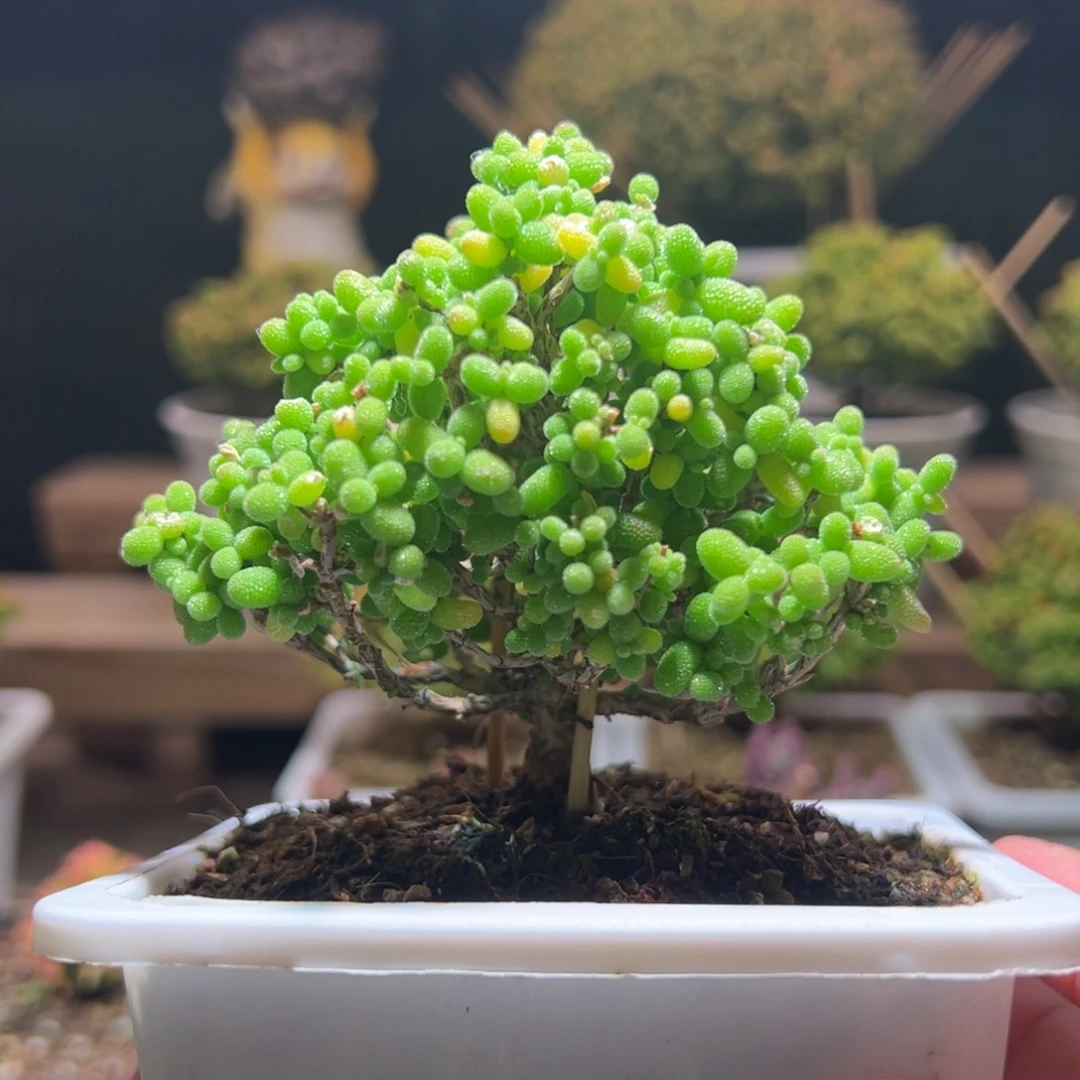 240金桔一物一拍包开箱