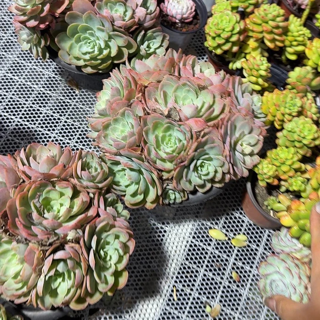 丝绸面纱大号多肉植物