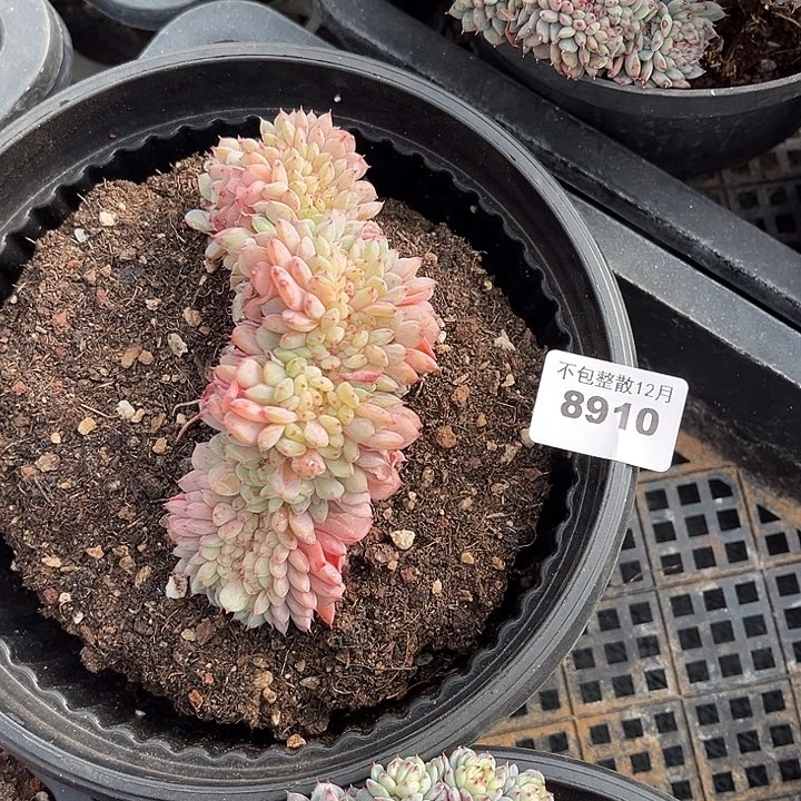 阿雅园艺。       8910白胖子缀