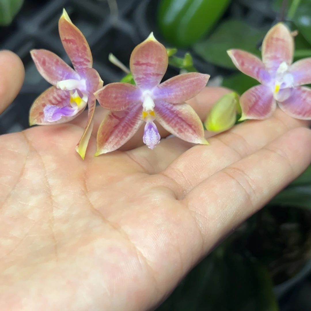 完全开放l212三寸盈收三号