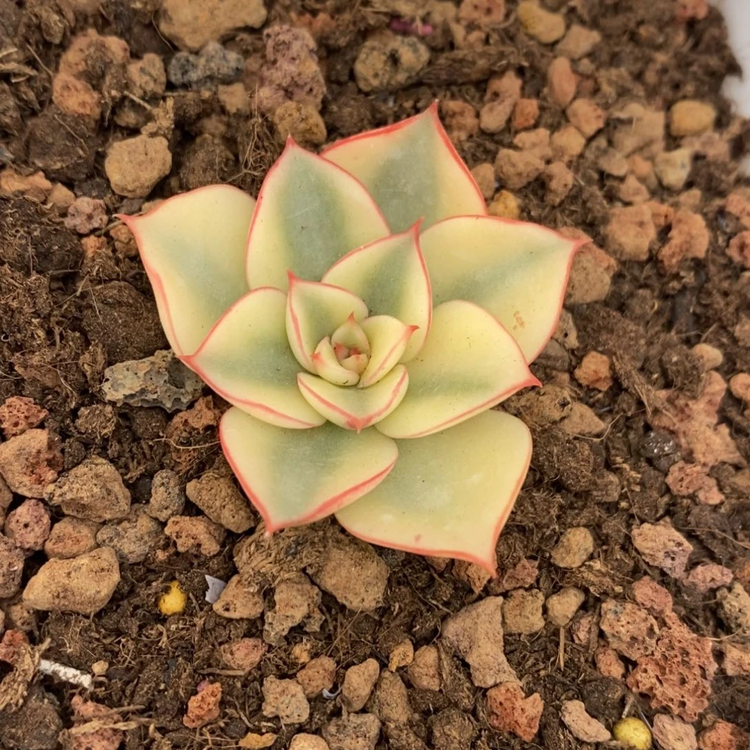 斗牛士锦多肉植物1775