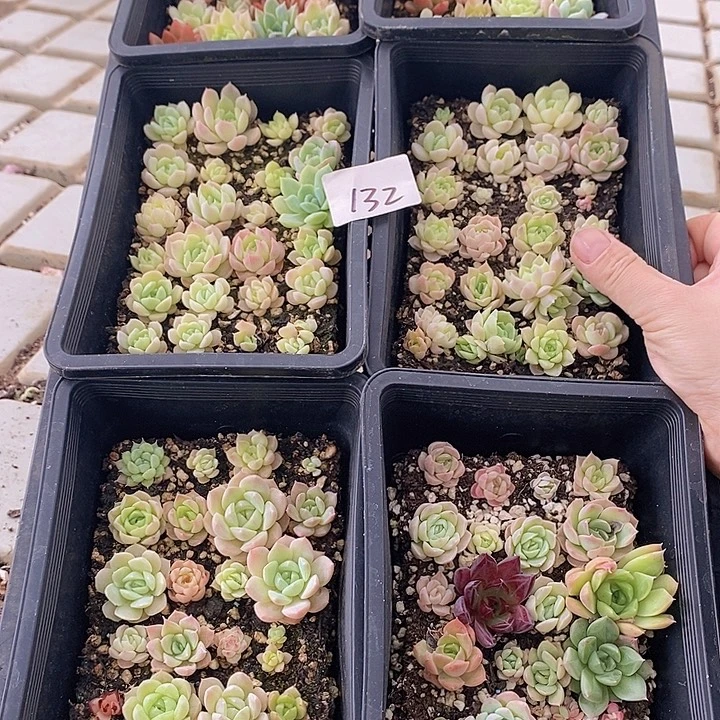 132 多肉植物盆栽花卉