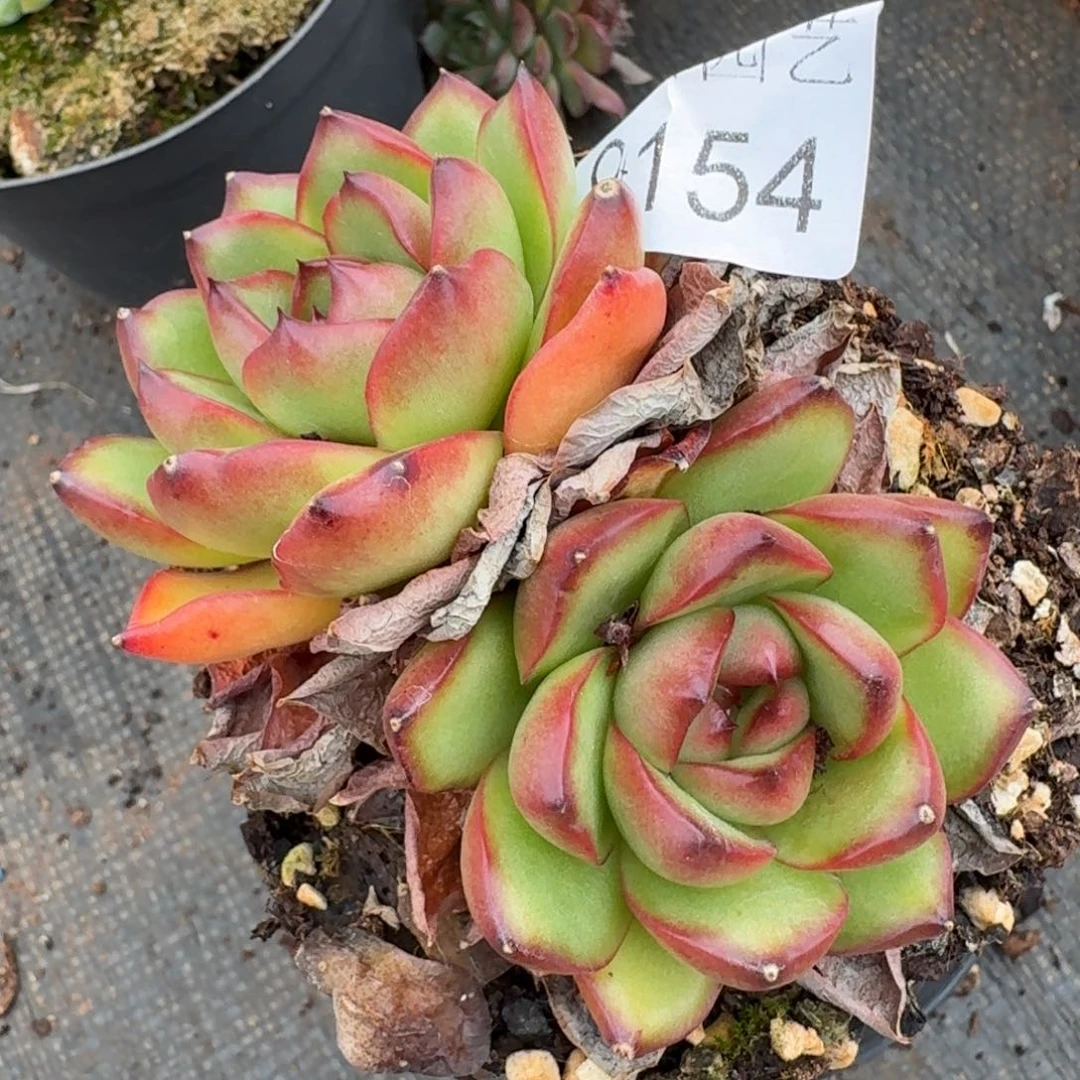 玲***珠9154杂交多肉植物基地