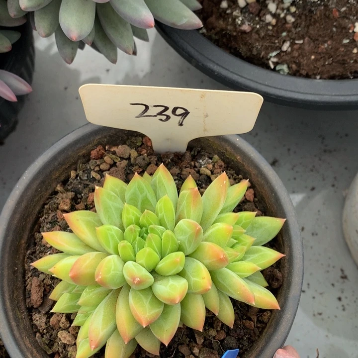 多日子机器727272737