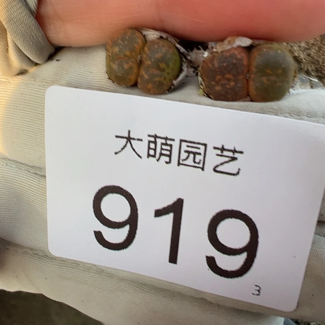 0000919量拍1415.13草莓果冻勋章双头2颗