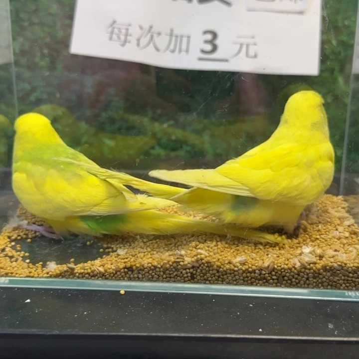 虎皮鹦鹉大头虎皮鹦鹉