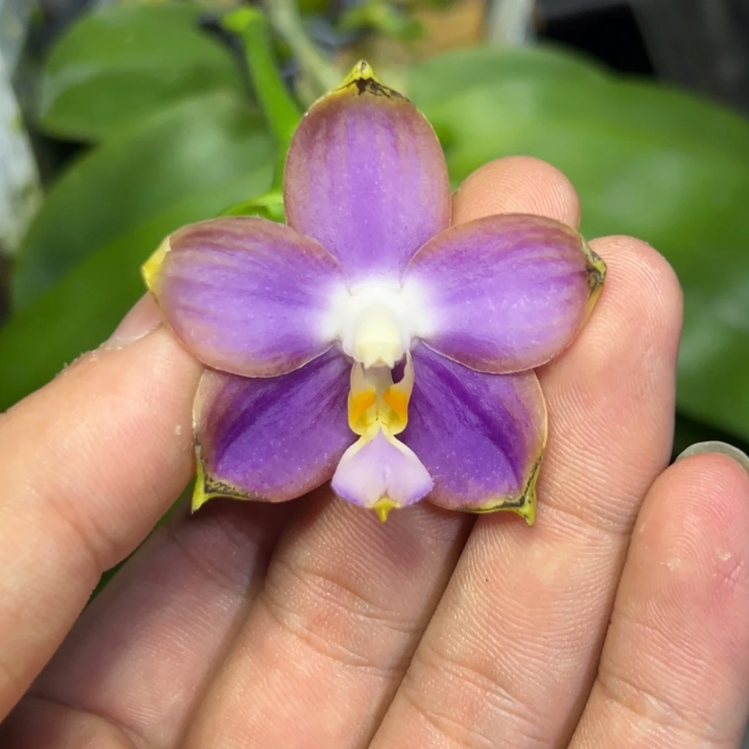 完全开放l155三寸ys881