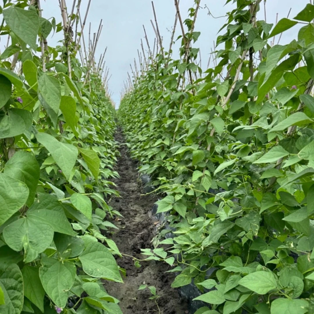 哈尔滨小园紫花油豆豆角老品种现摘现发