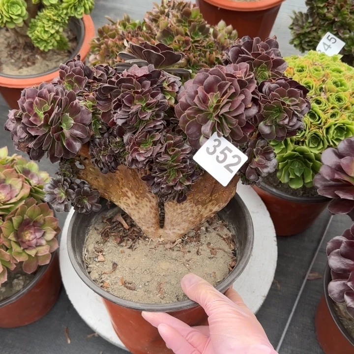 多肉植物欧紫缀352