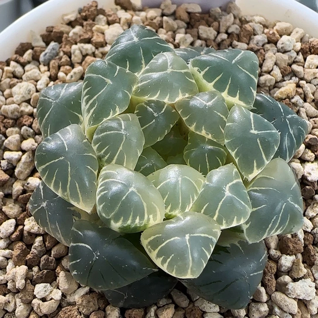 633号糊斑湖水一物一拍带盆