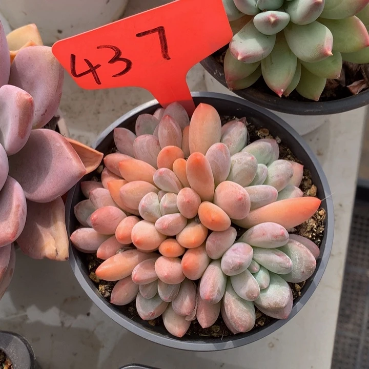 多肉植物73737373374¥