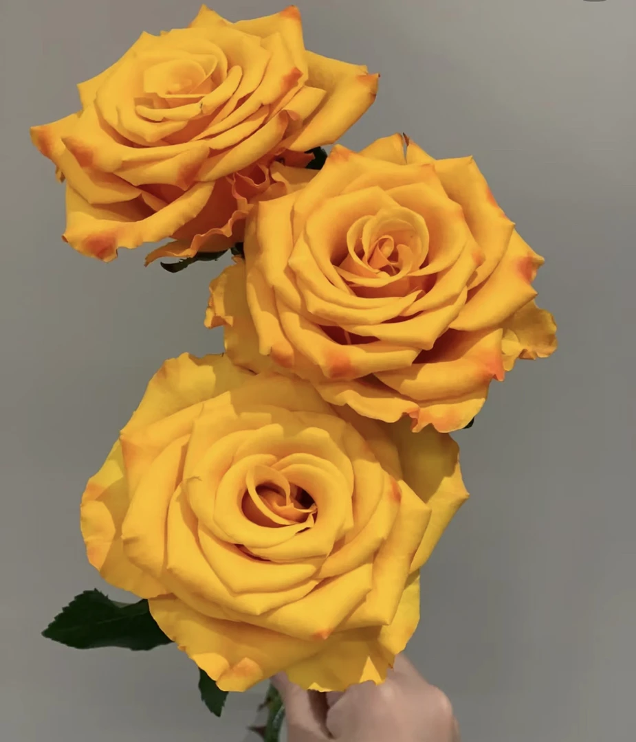 （曼） 辉煌15支+5支防损 鲜花任意满2单包邮