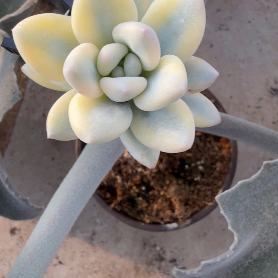 新香水锦，多肉锦多肉