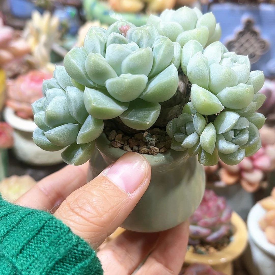 心*多肉含盆含土 30元包邮 除偏远