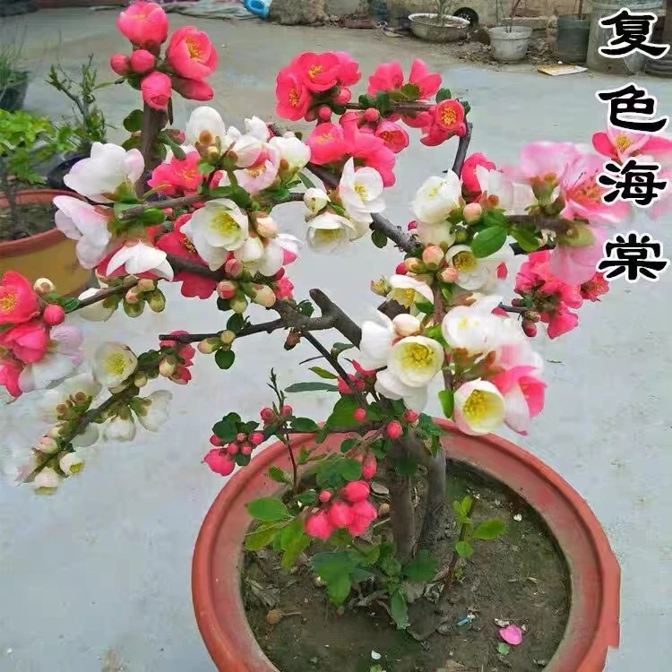 111合家欢多色海棠花宵花盆景花卉春节开花盆