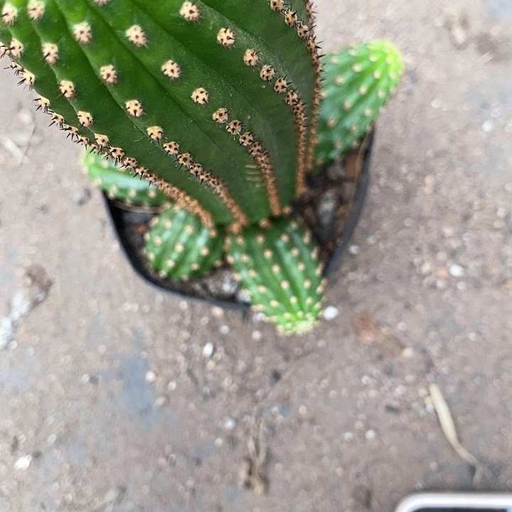 金四毛花毛花36789