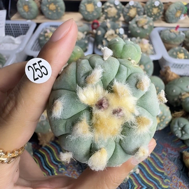 福利255日系米奇造型园艺观赏植物